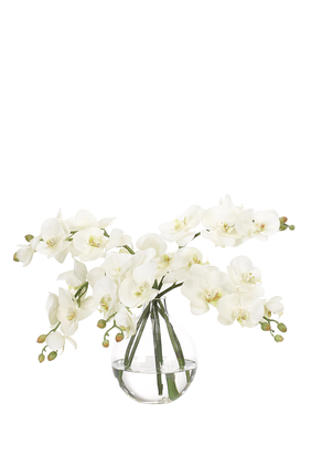 Orchids in Oval Glass Vase