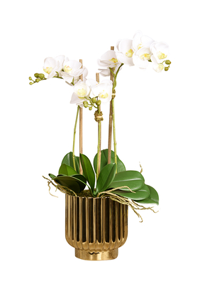 Orchid Arrangement in Gold Pot