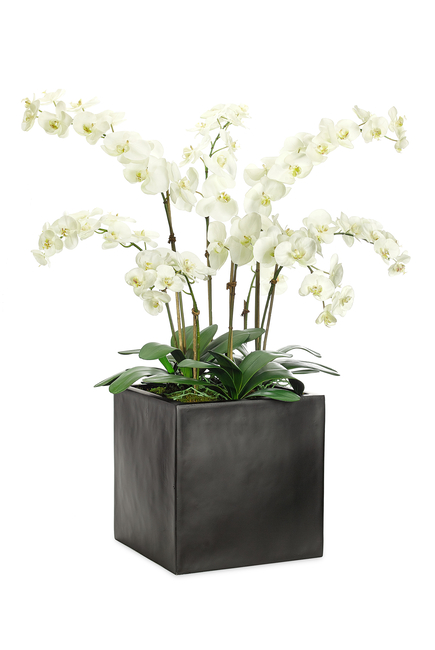 Orchid Flowers With a Cube