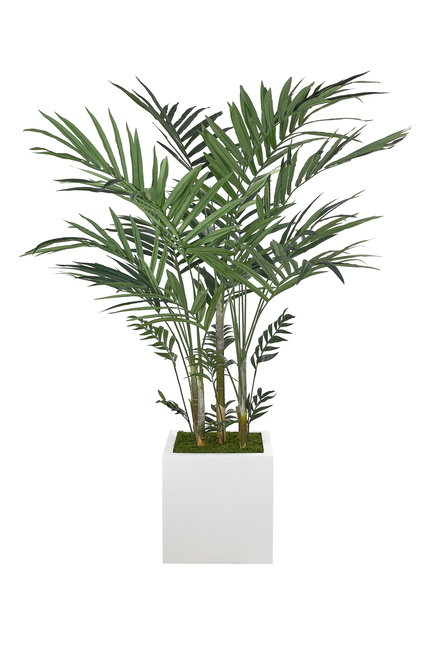 Kentia Palm in Cube Planter