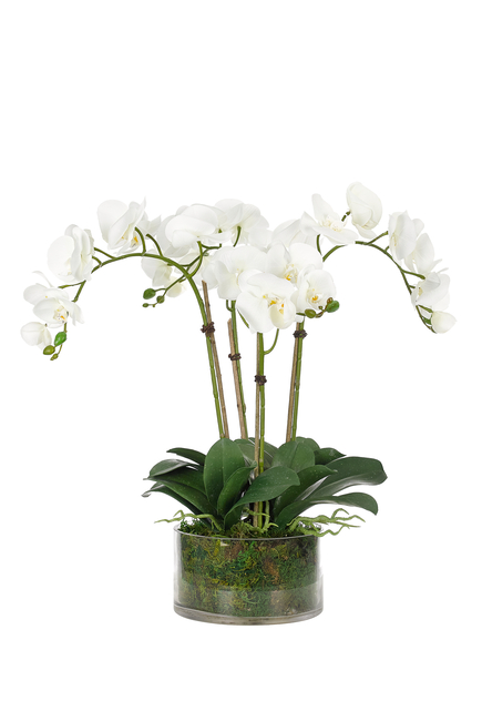 Large Moss Orchid Circle Vase