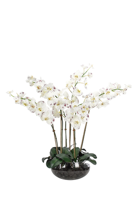Orchids in a Glass Bowl