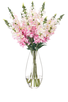 Snapdragon Flowers in Glass Vase