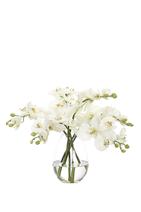 White Orchid Phalaenopsis in Glass Teardrop Vase