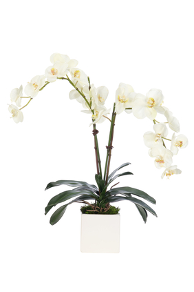 Orchids in Ceramic Cube Pot