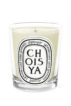 Choisya Candle