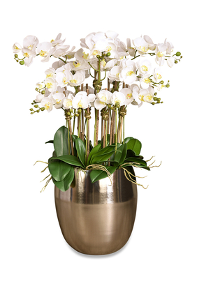 Orchid Arrangement in Silver Pot
