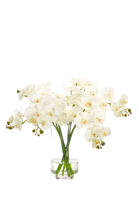Orchids in a Glass Vase