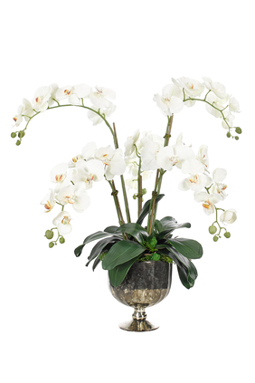 Orchids in a Grey Pot