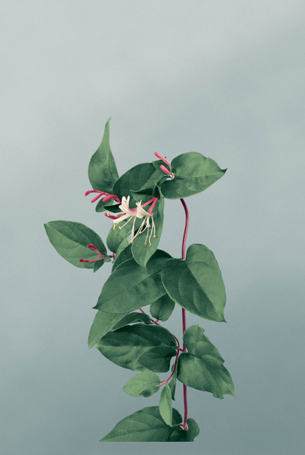 Honeysuckle Scented Candle