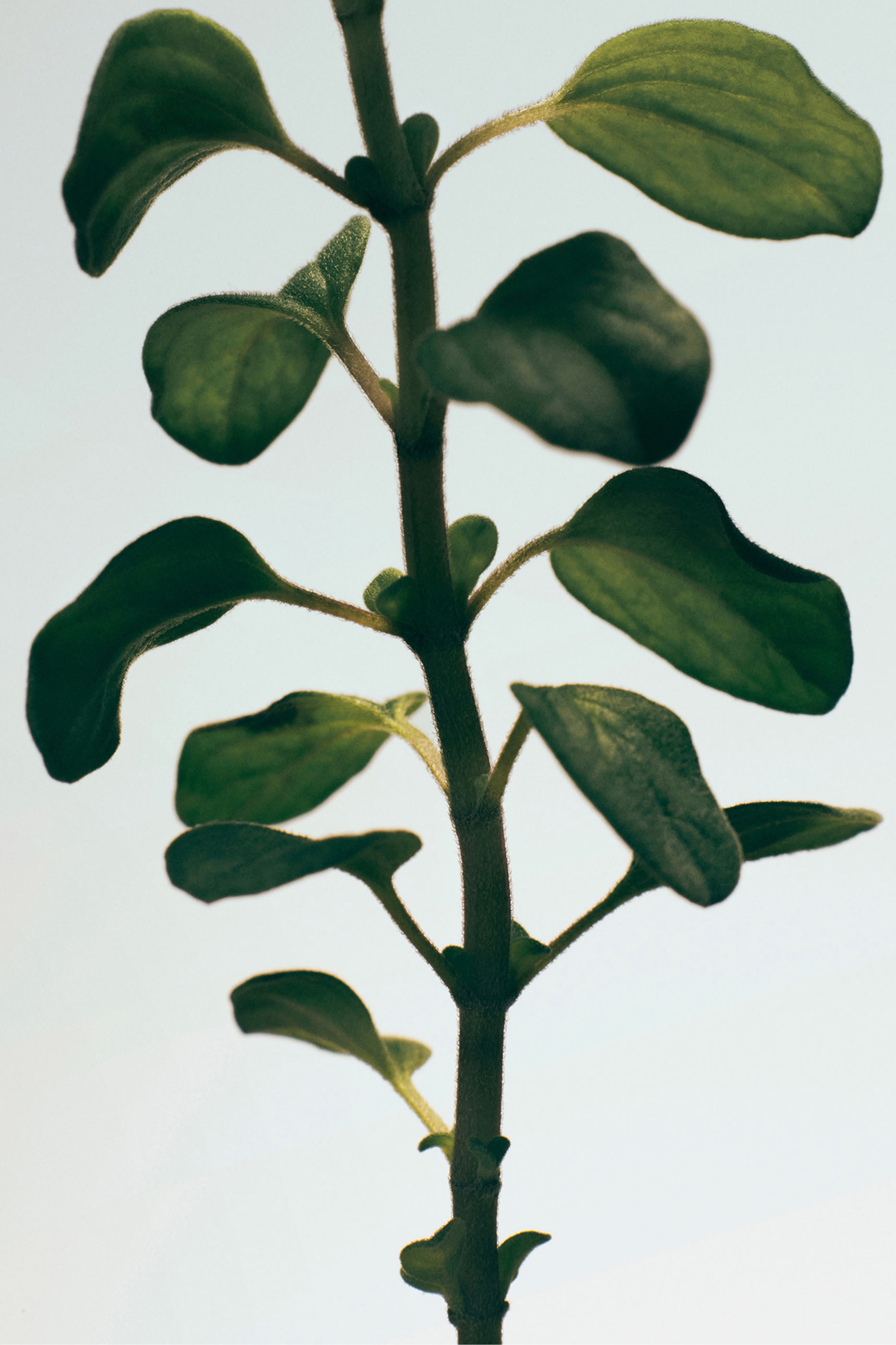 Oregano Mini Solid Soap Duo Set