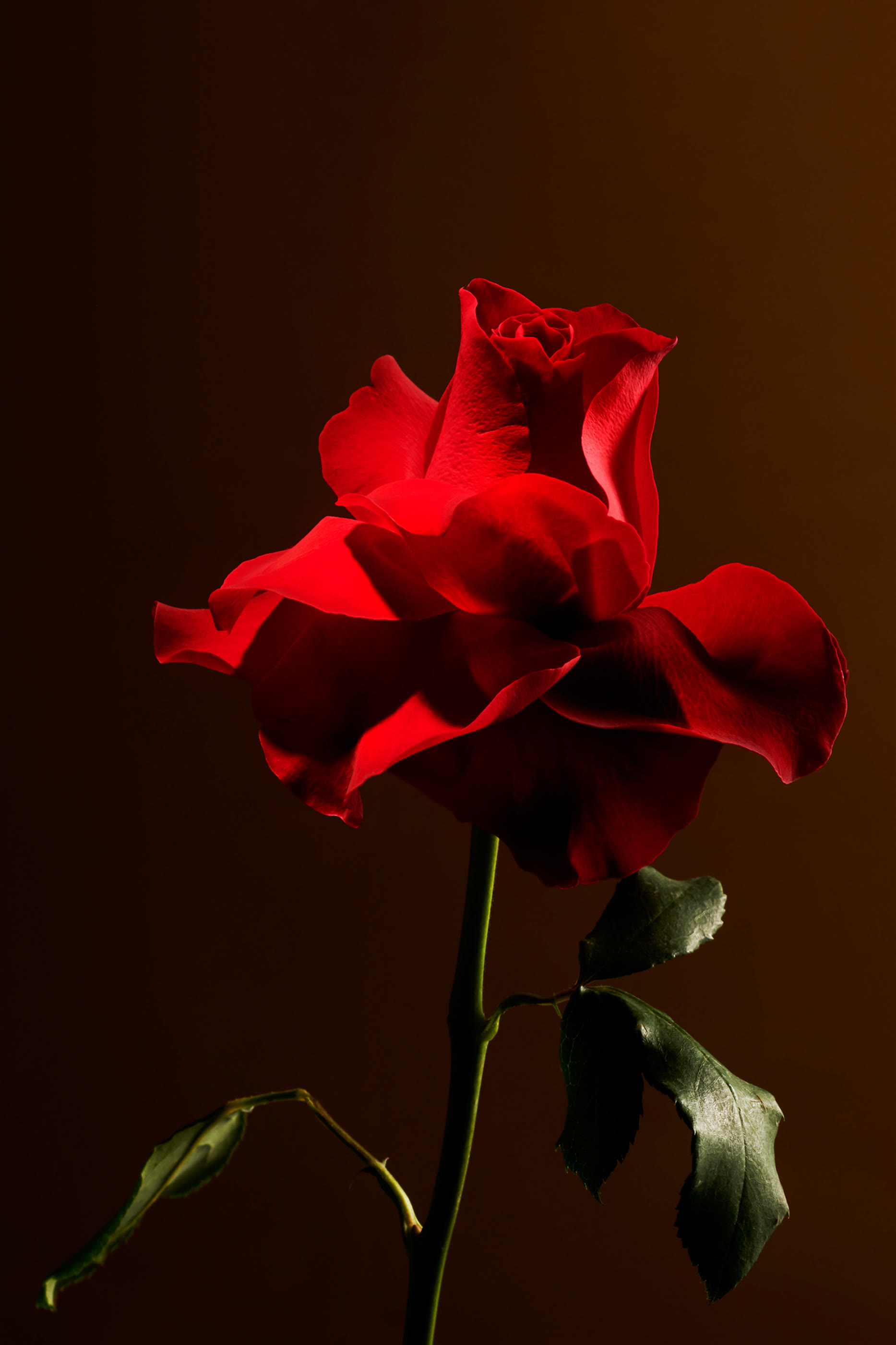 Imperial Rose Refill