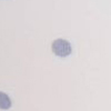 SLATE PIN DOT PRINT