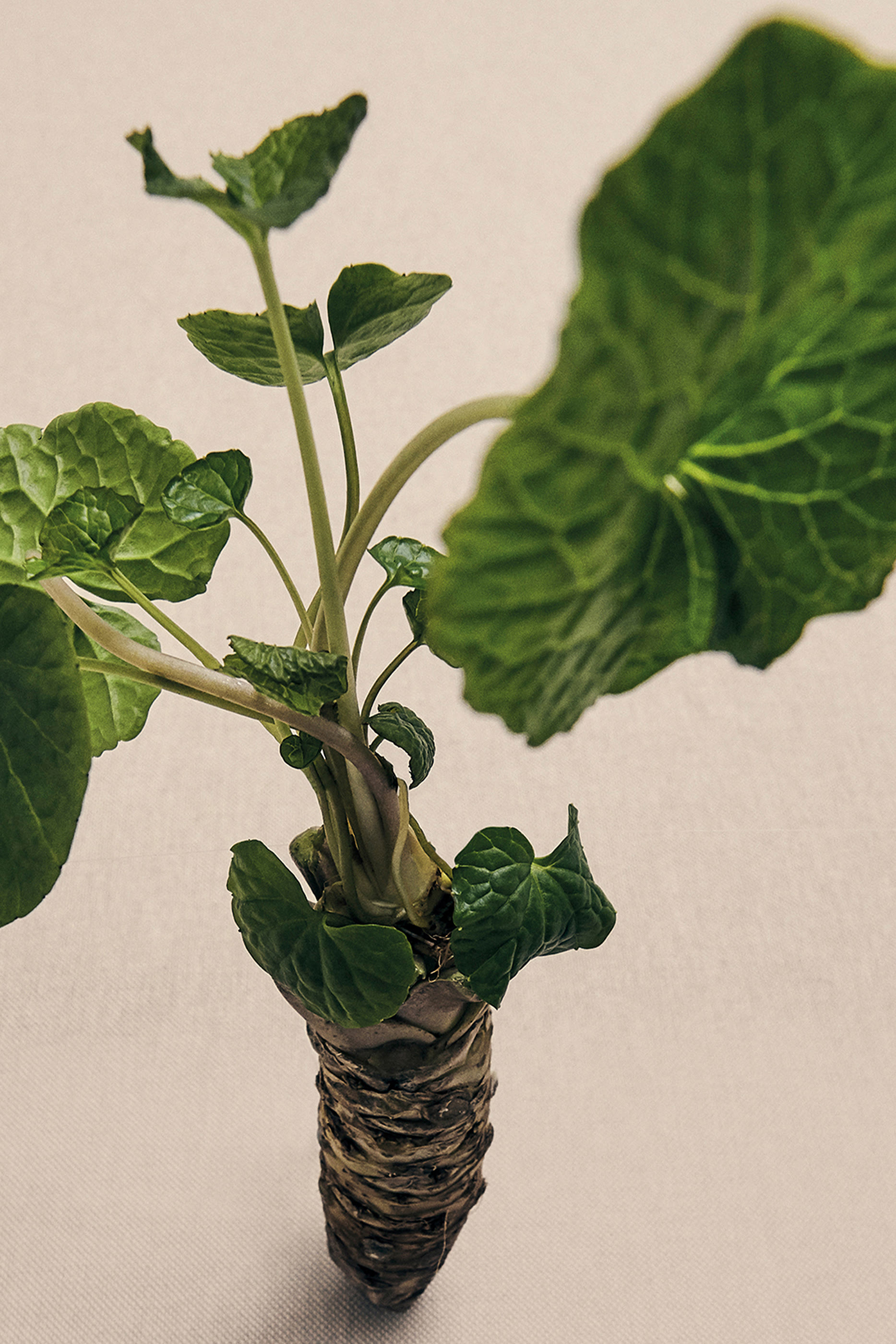 Large Wasabi Scented Candle