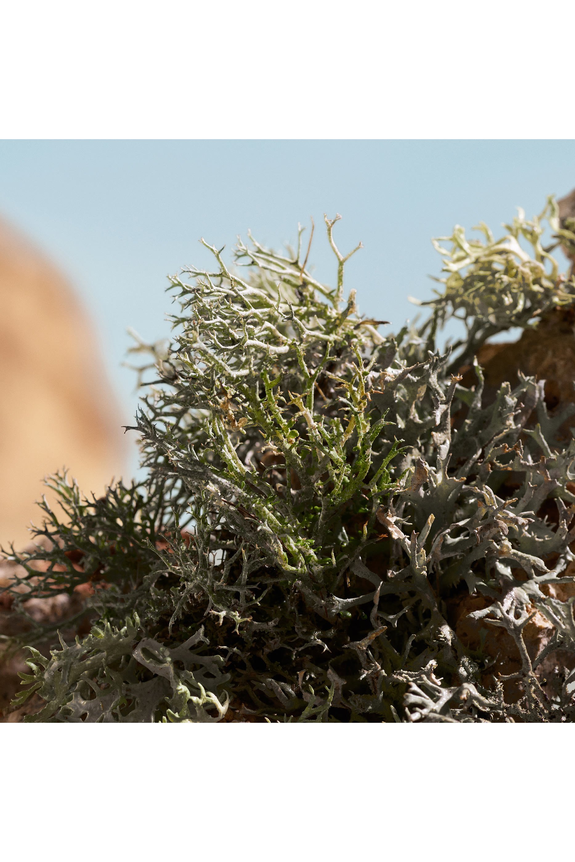 Q Elixir Eau de Parfum