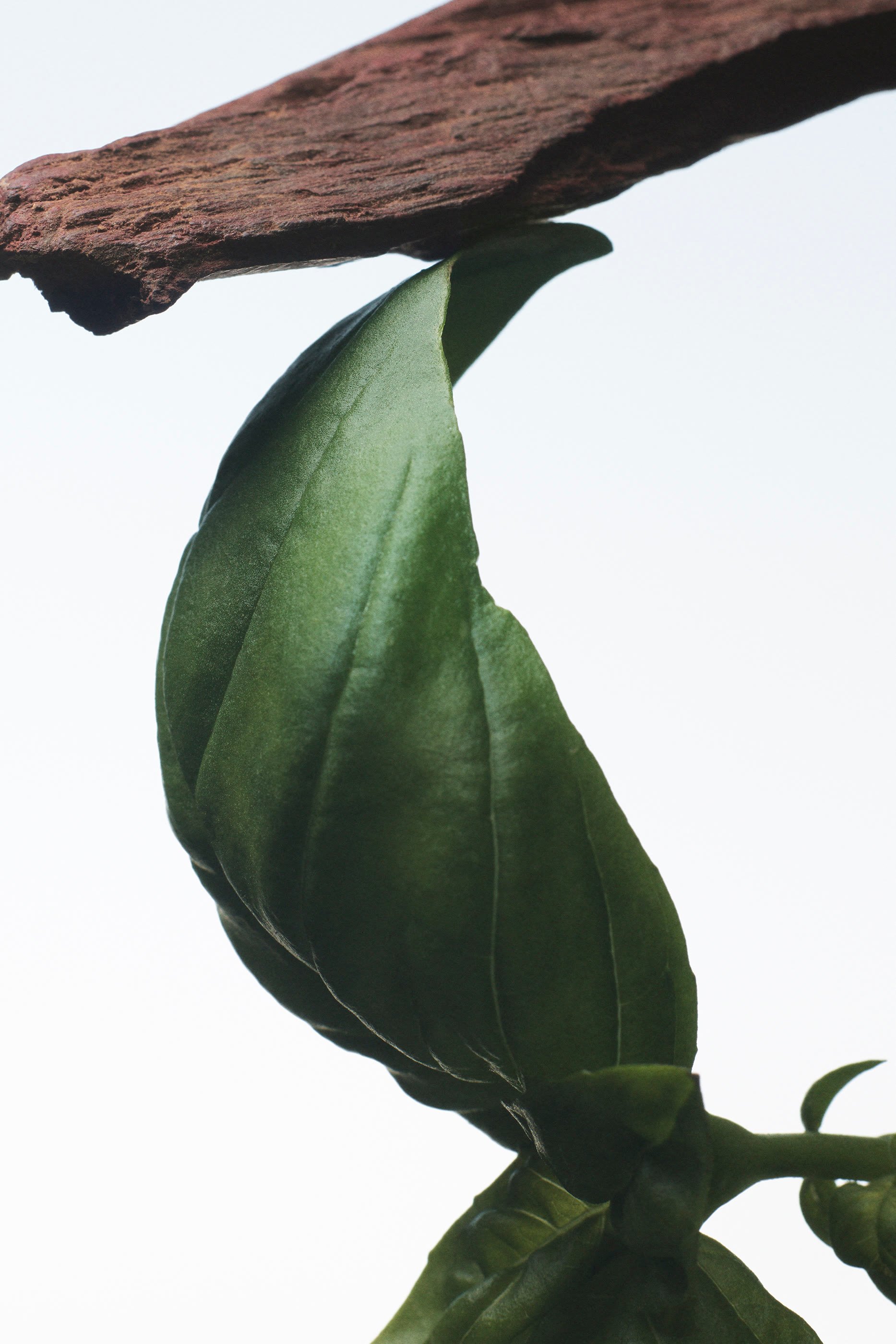 Crazy Basil Eau de Parfum