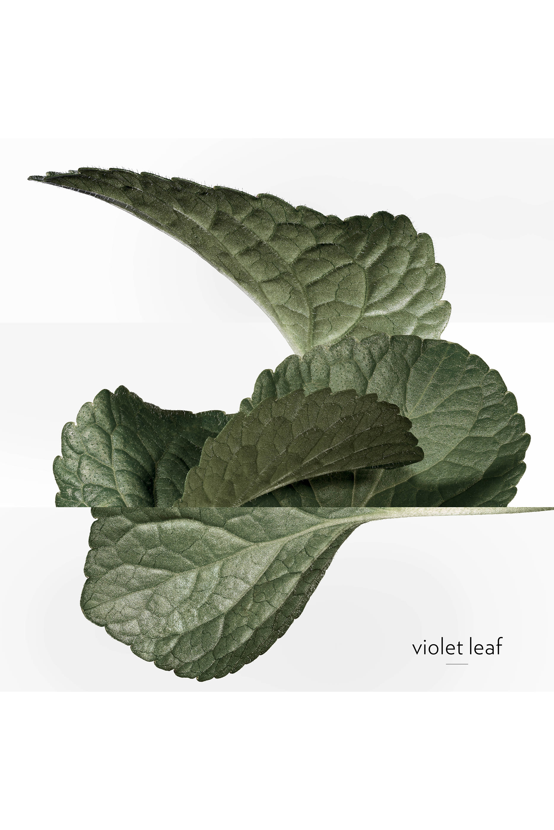 Violette Volynka Eau de Toilette