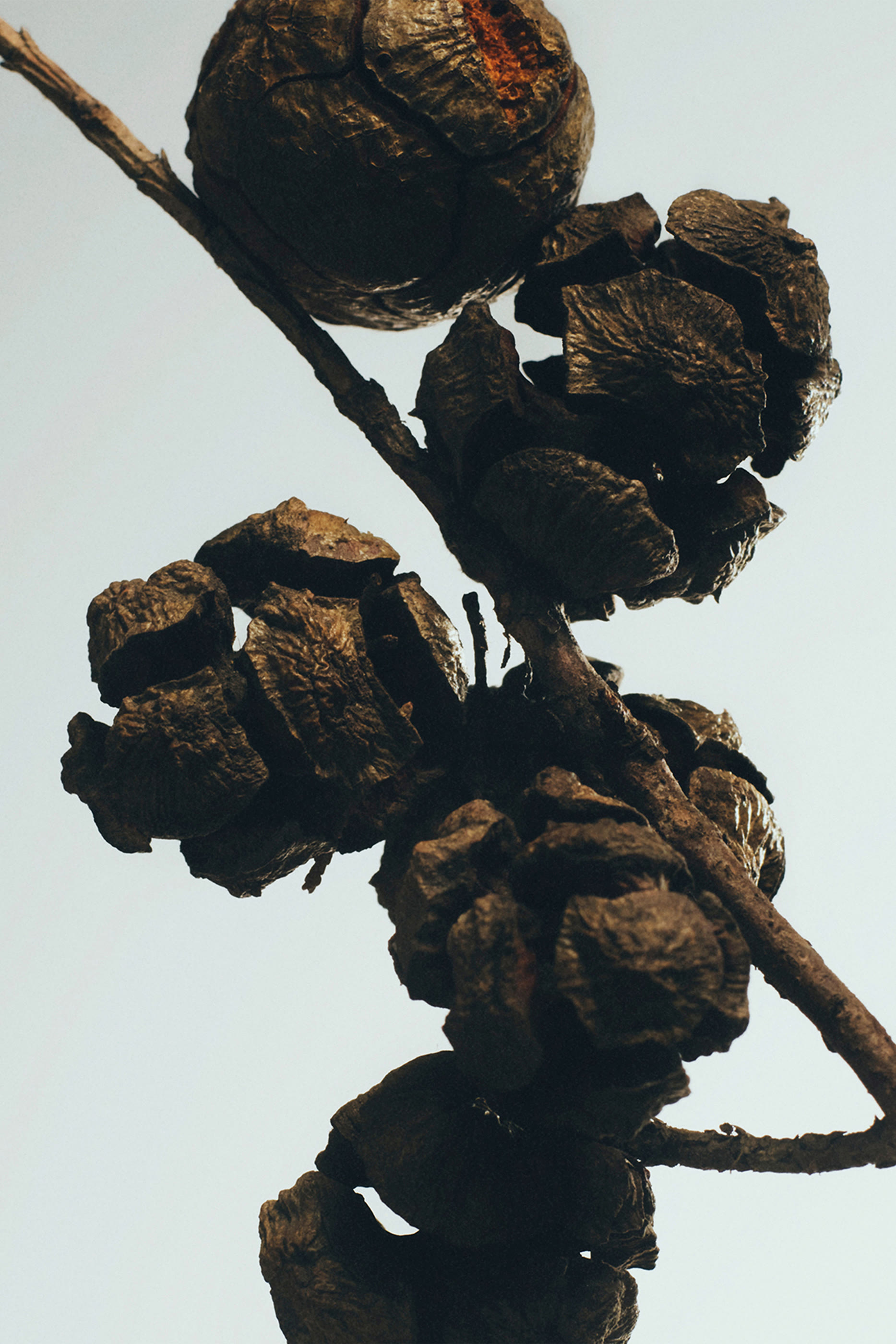 Blue Cypress Scented Candle