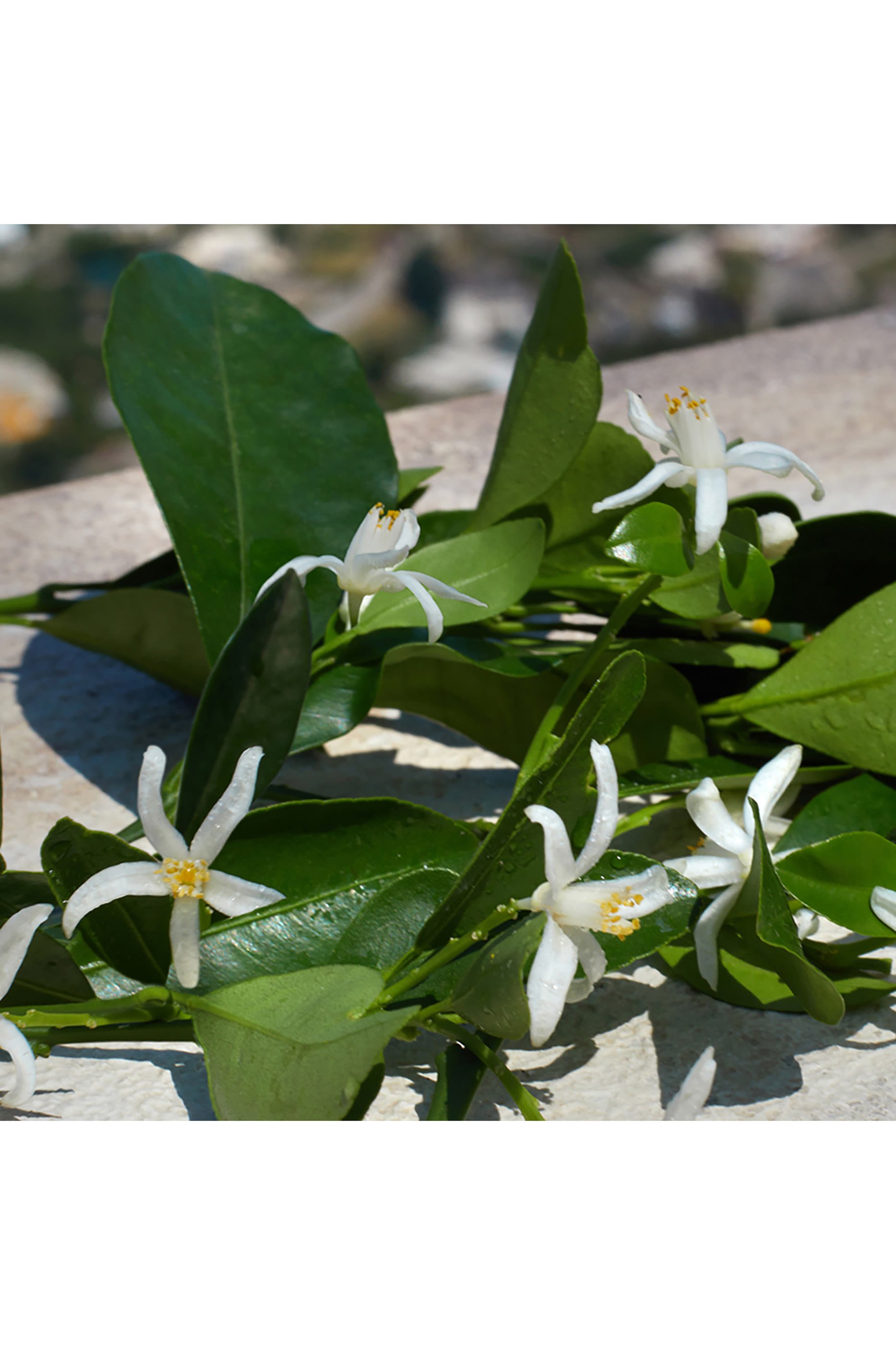 Devotion Eau de Parfum 