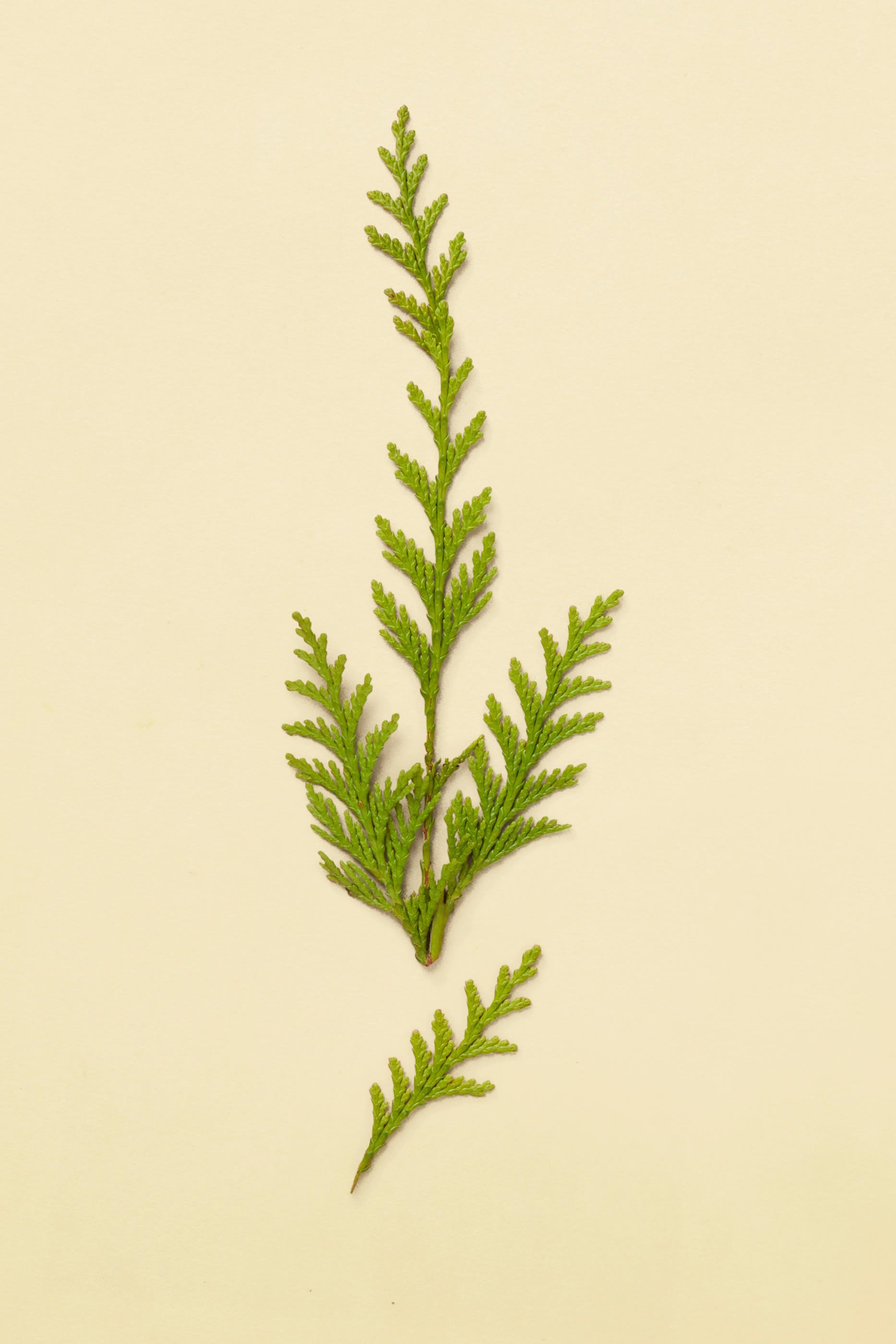 The Last Day of Summer Eau de Parfum