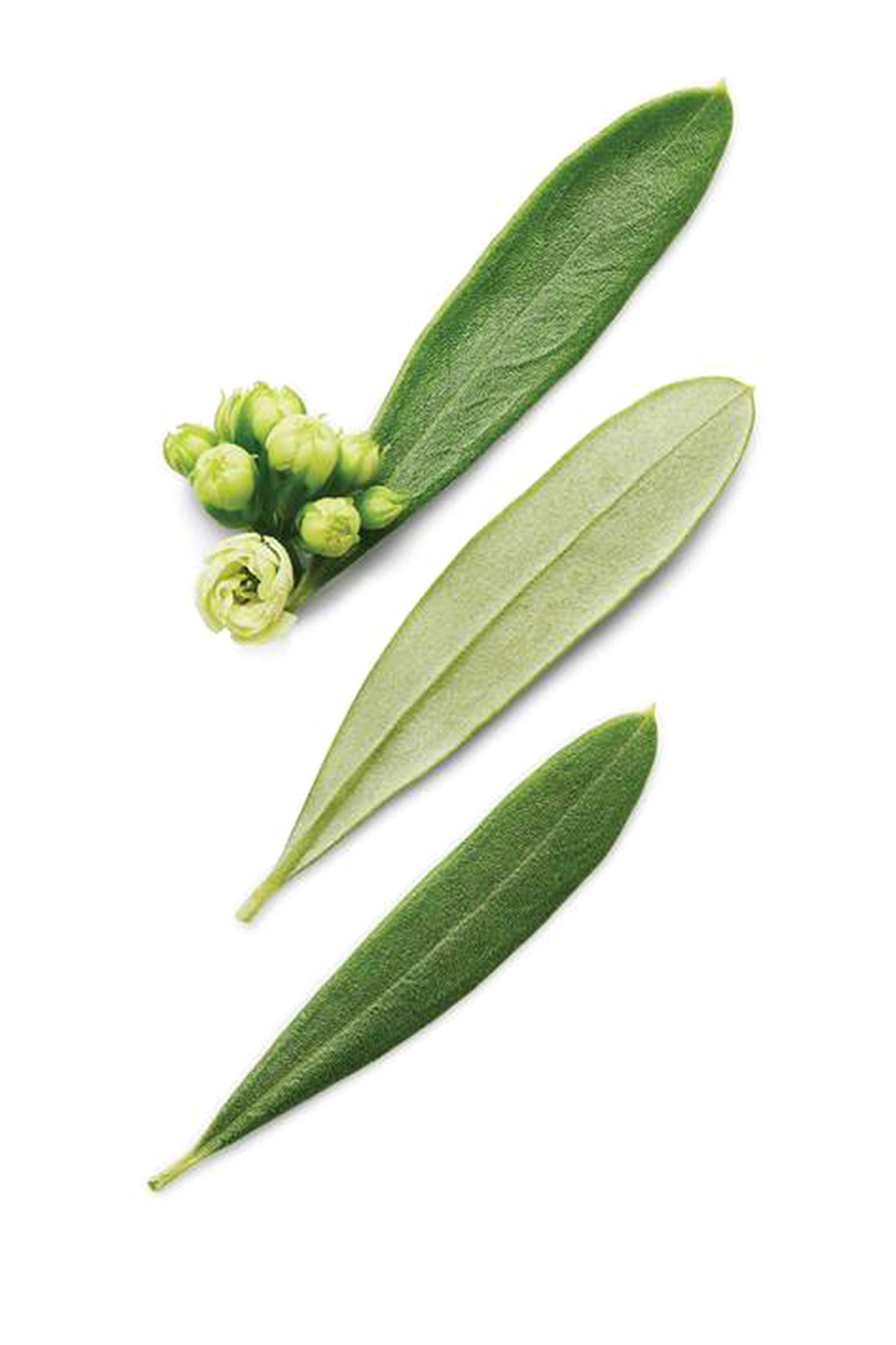 Code Eau de Toilette