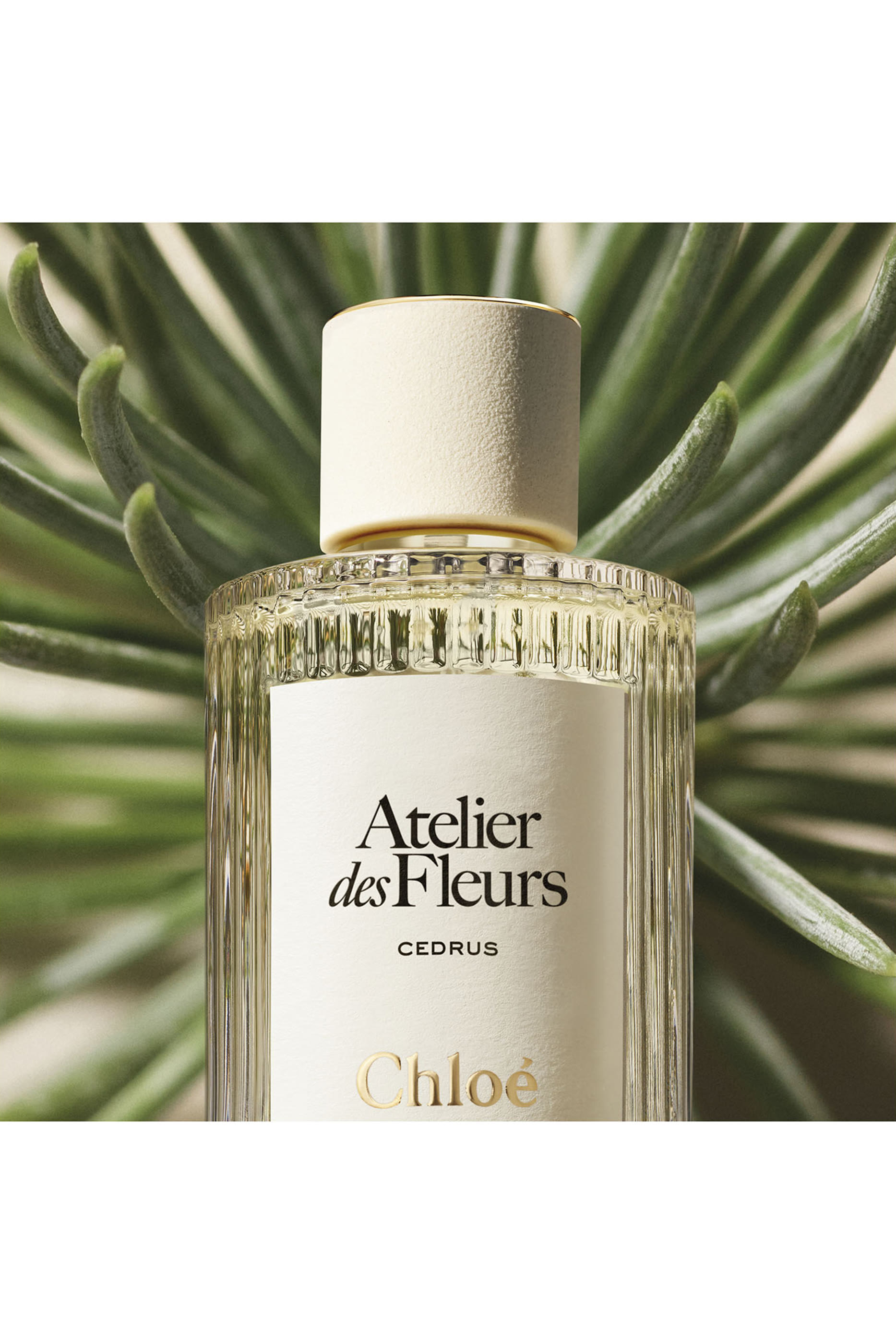 Atelier Des Fleurs Cedrus Eau De Parfum