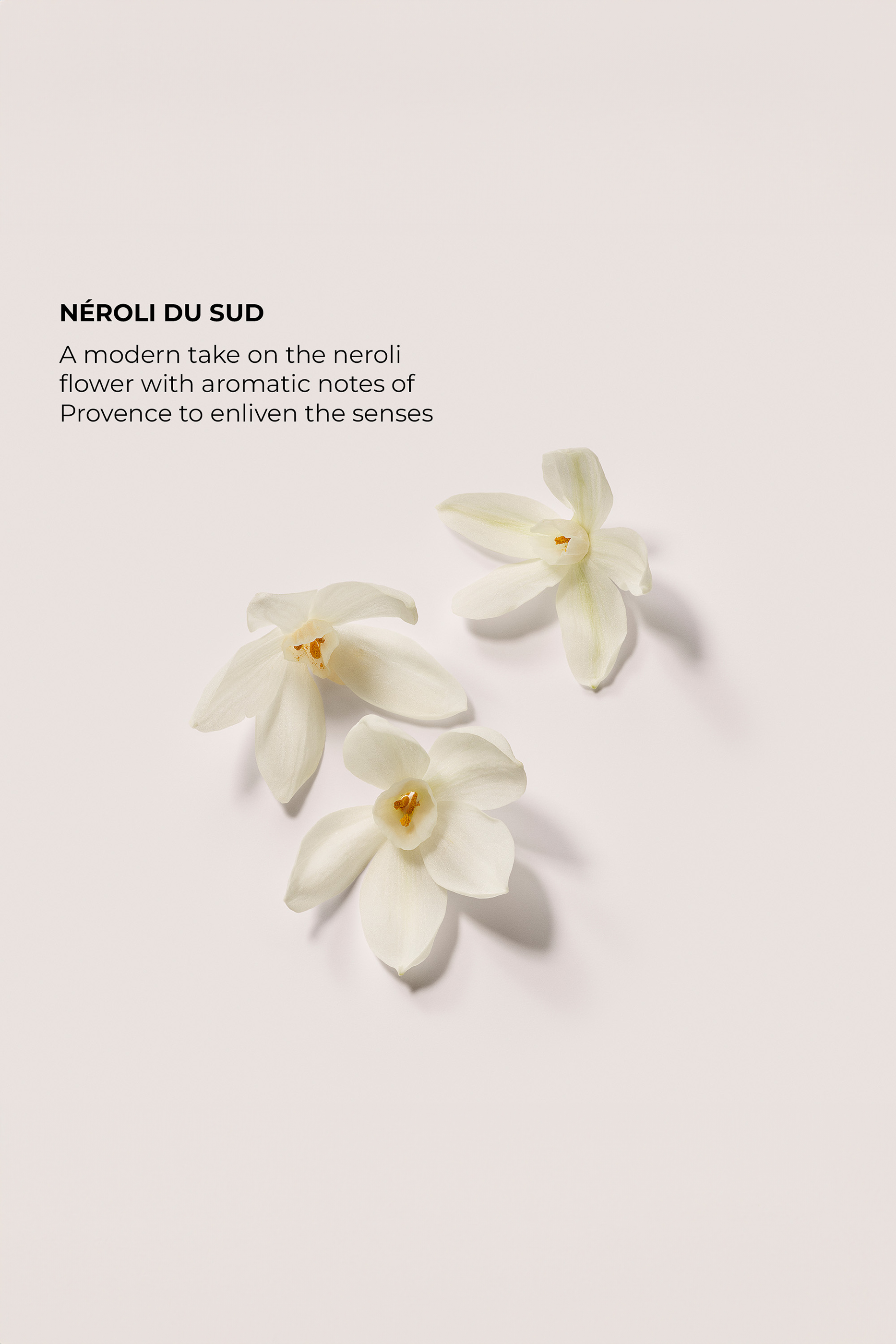 The Daydreamer's Indulgence N&eacute;roli Du Sud Collection