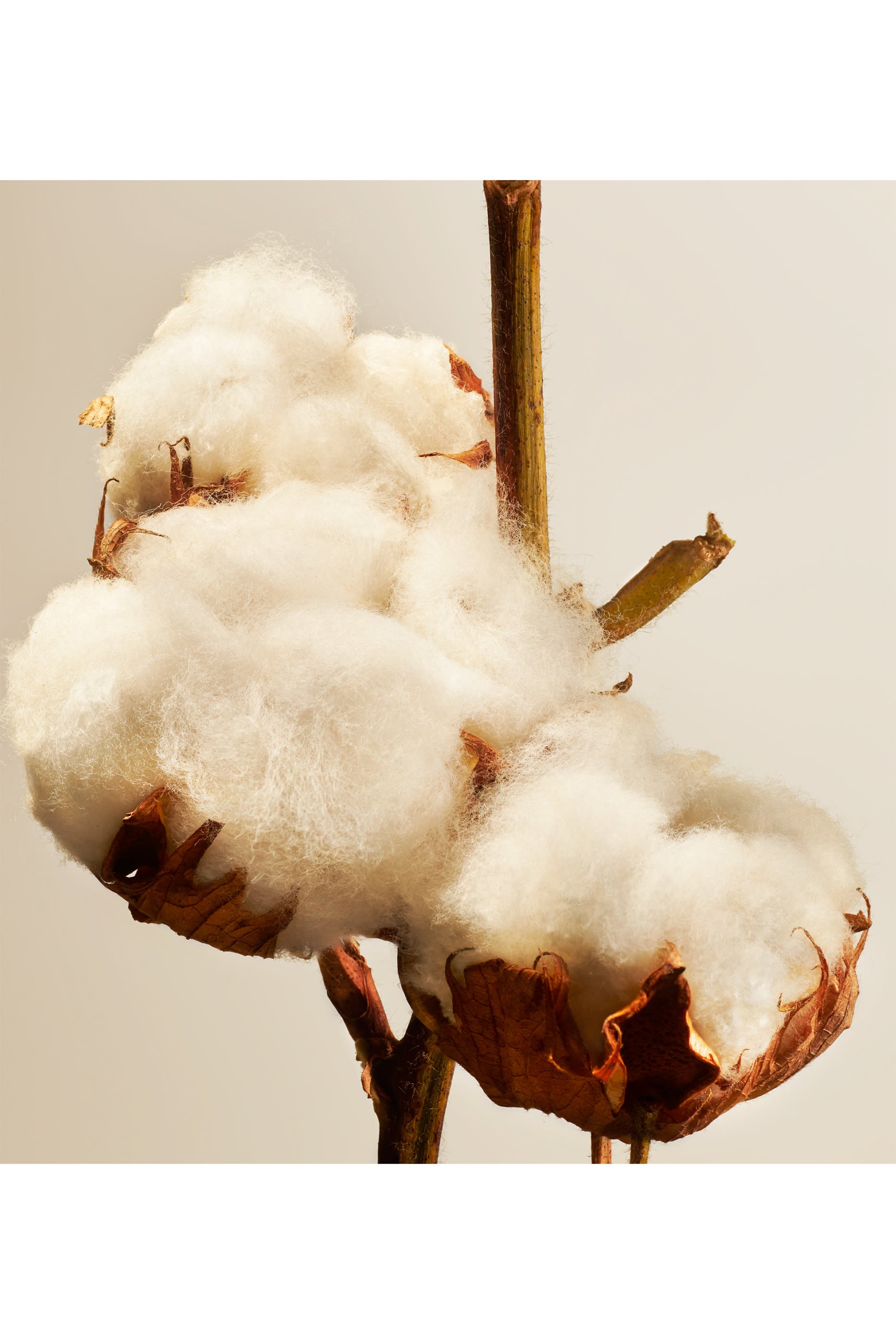 Cotton Blossom Fragrance Sticks, 450ml