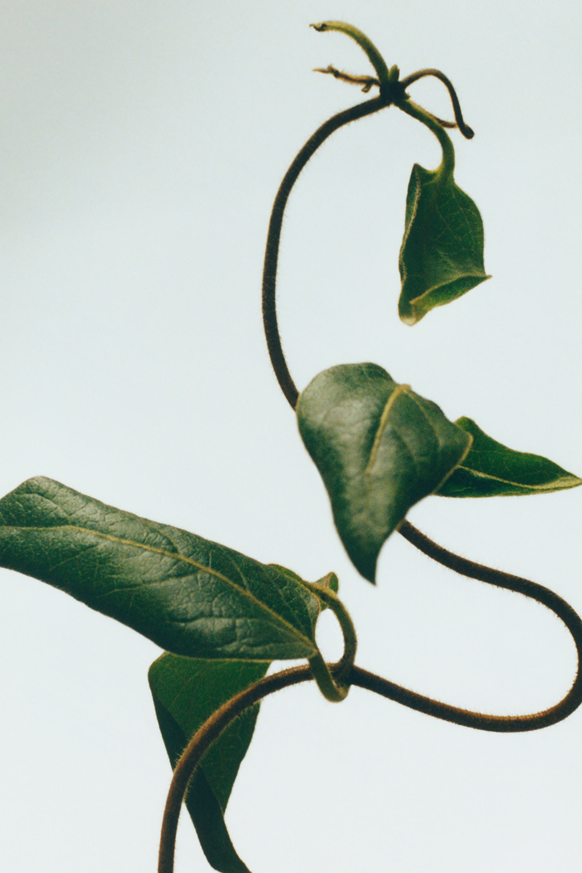 Honeysuckle Scented Candle