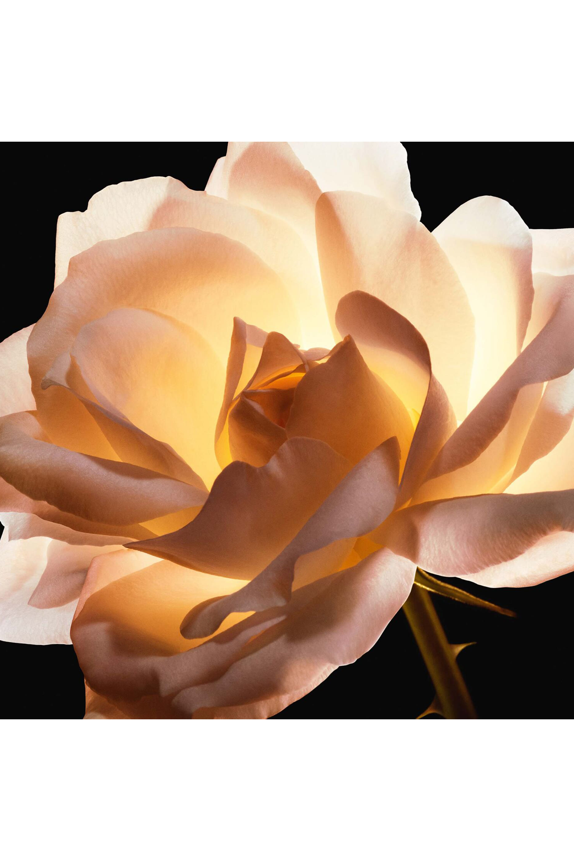 Dior Prestige Le Cushion Teint de Rose