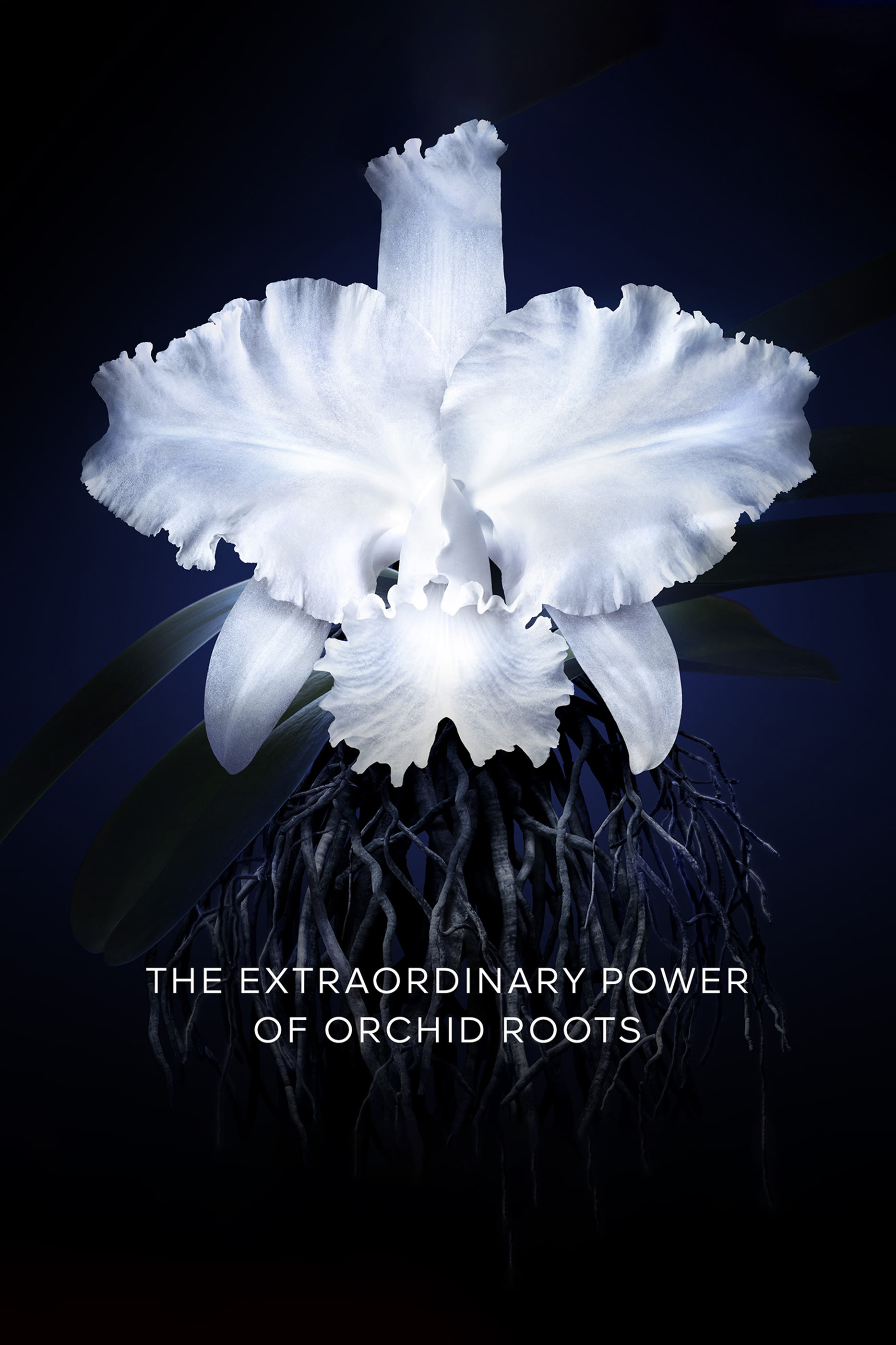 Orchidée Impériale The Light Cream