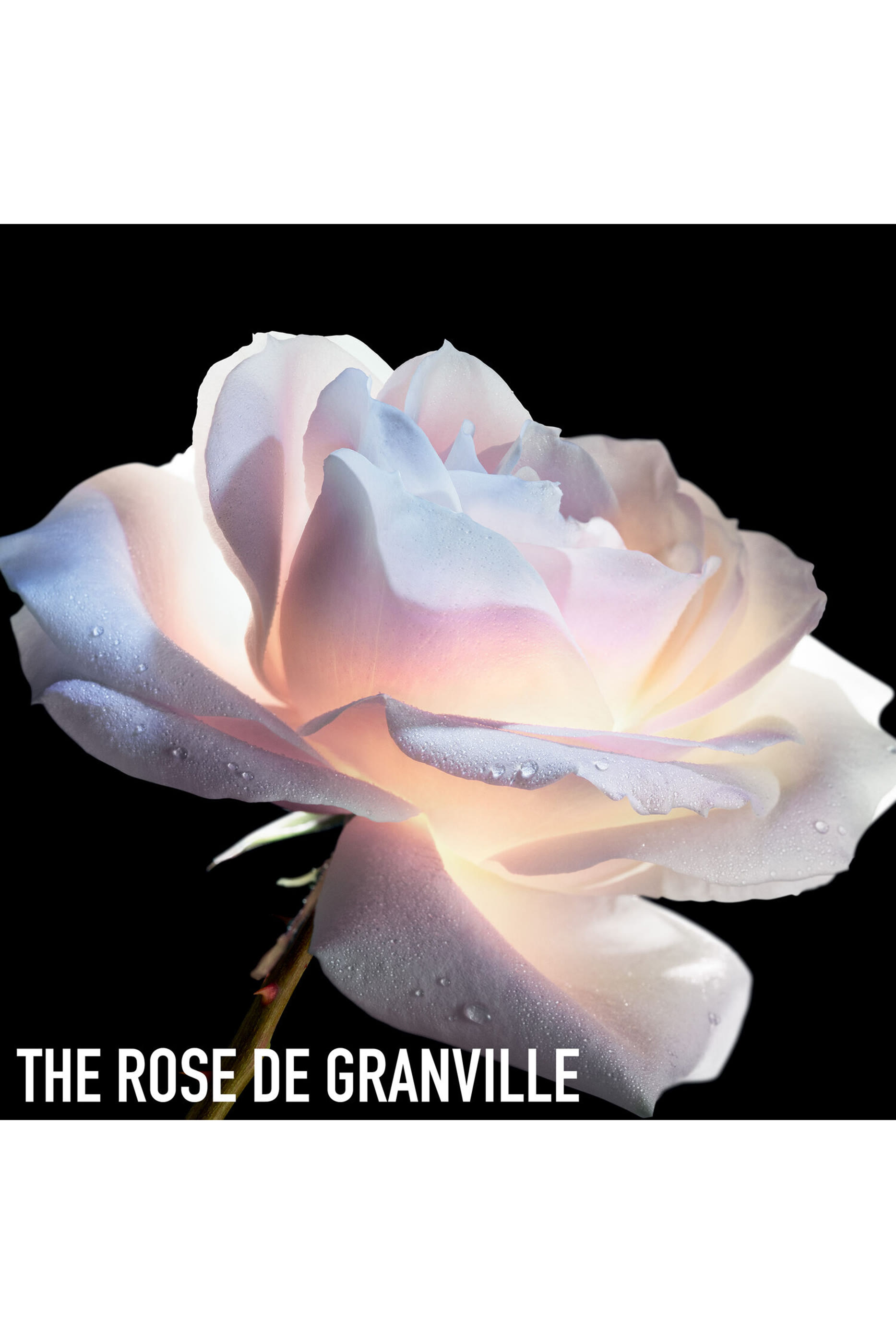 Le Micro-S&eacute;rum de Rose Yeux Advanced Eye Serum