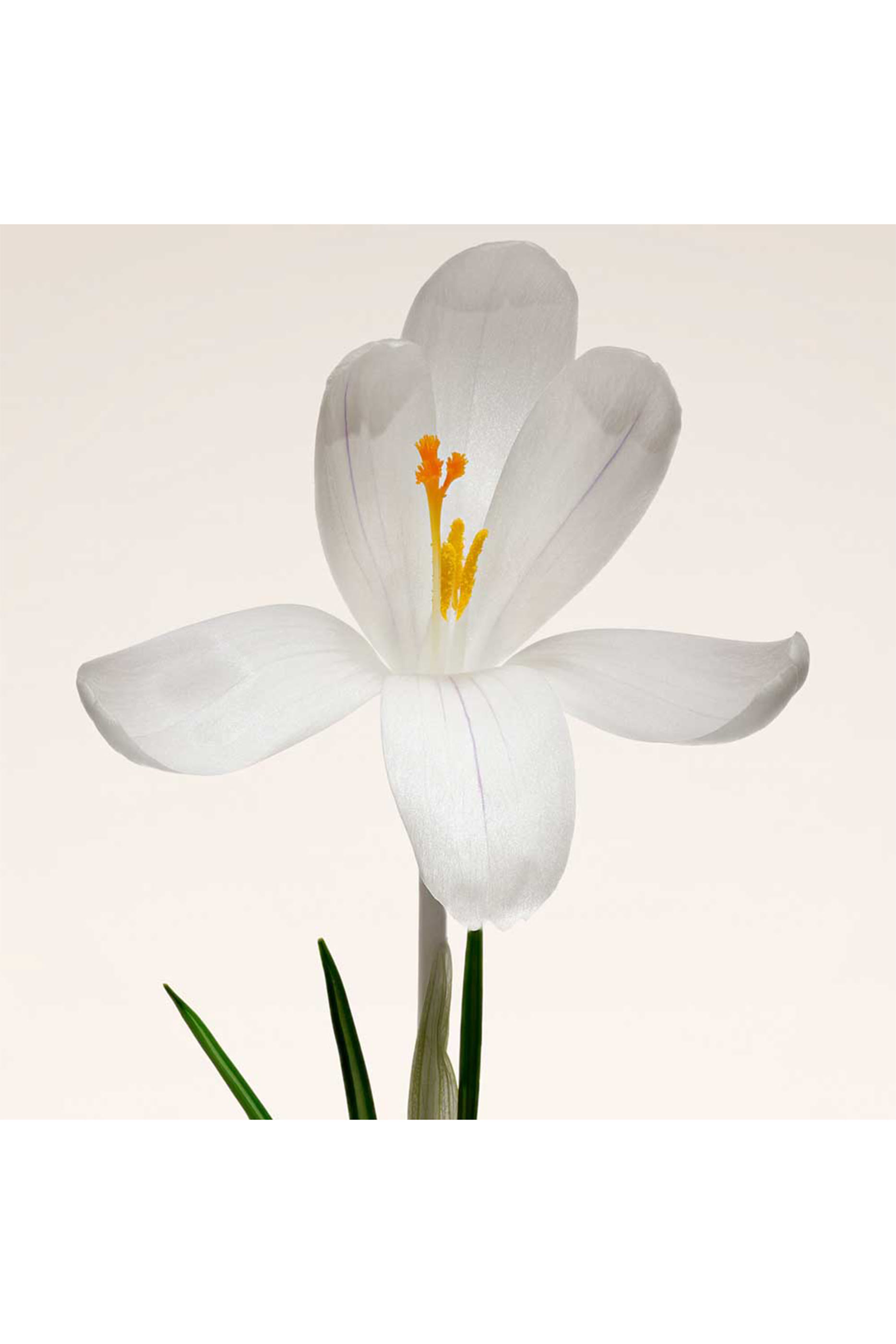 Priv&eacute; Oud Nacr&eacute; Eau de Parfum 