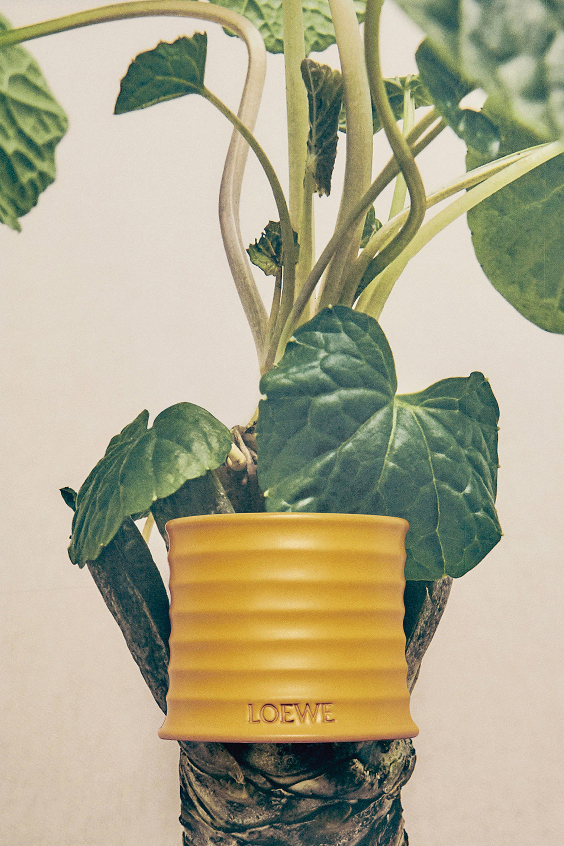 Large Wasabi Scented Candle