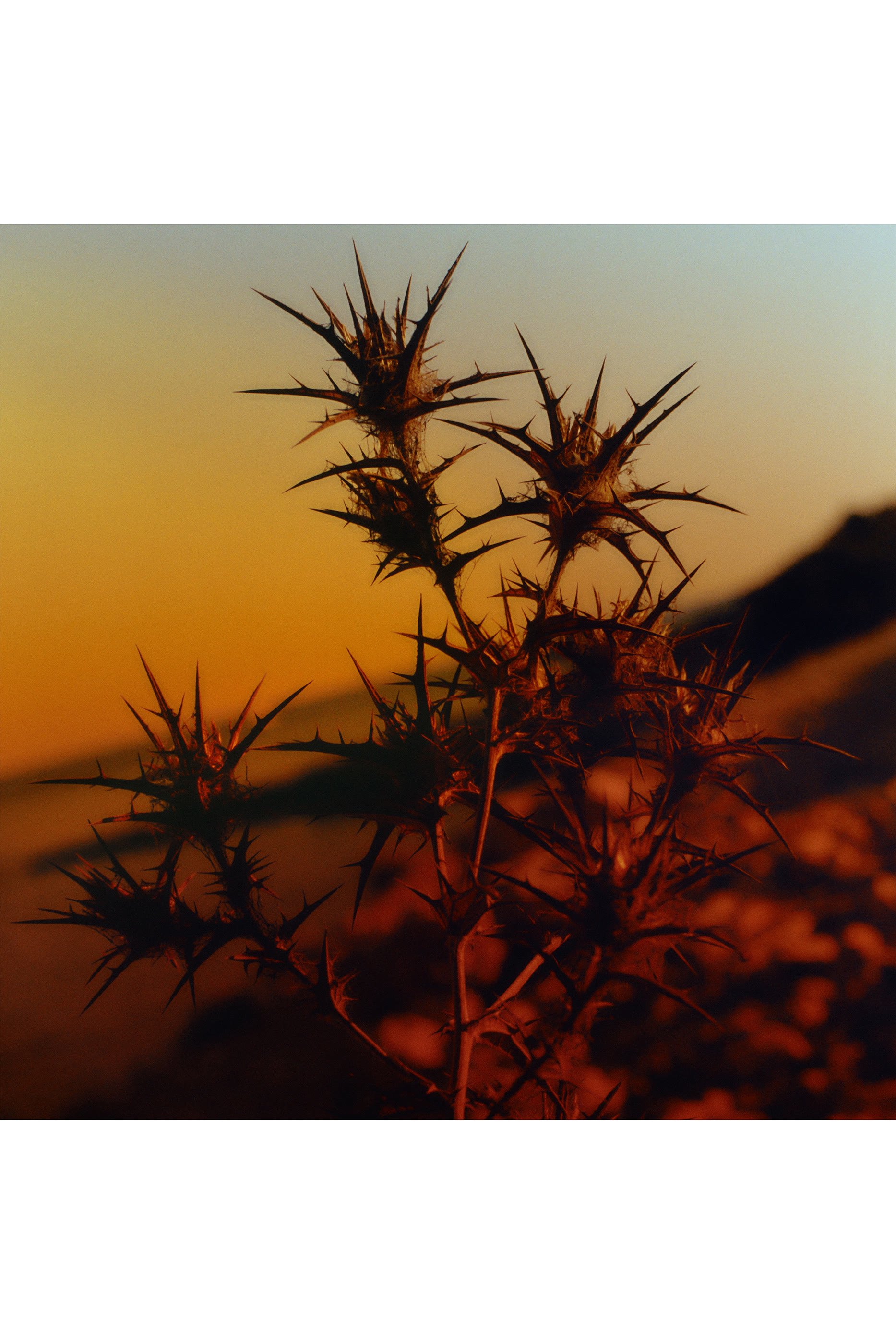Peyote Poem Bougie Parfum&eacute;e Fragranced Candle 