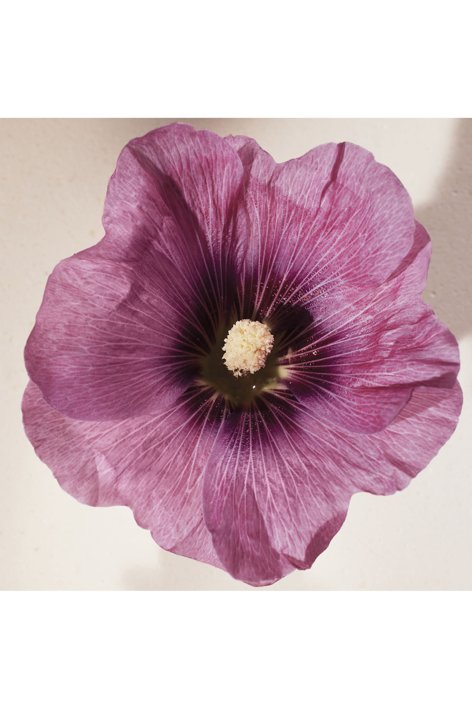 Atelier Des Fleurs Hibiscus Abelmoschus Eau de Parfum