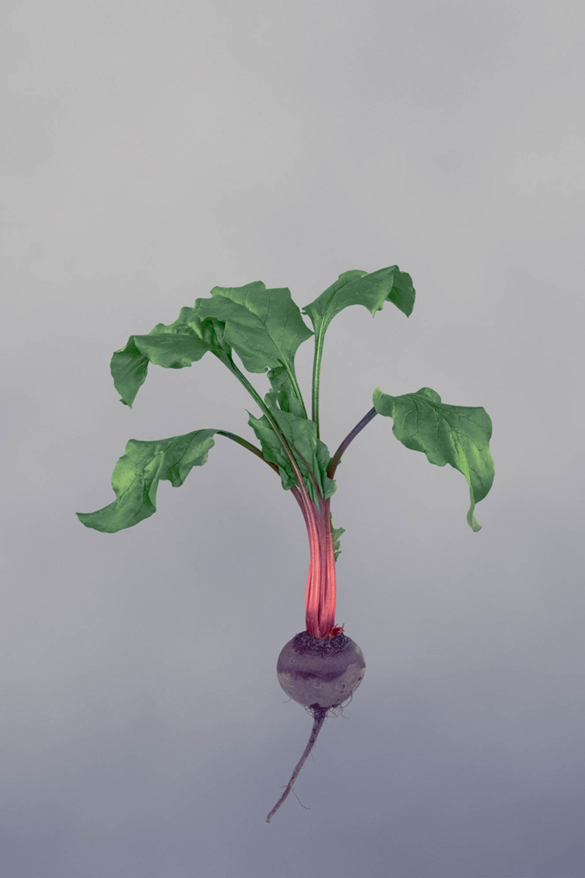 Beetroot Scented Candle