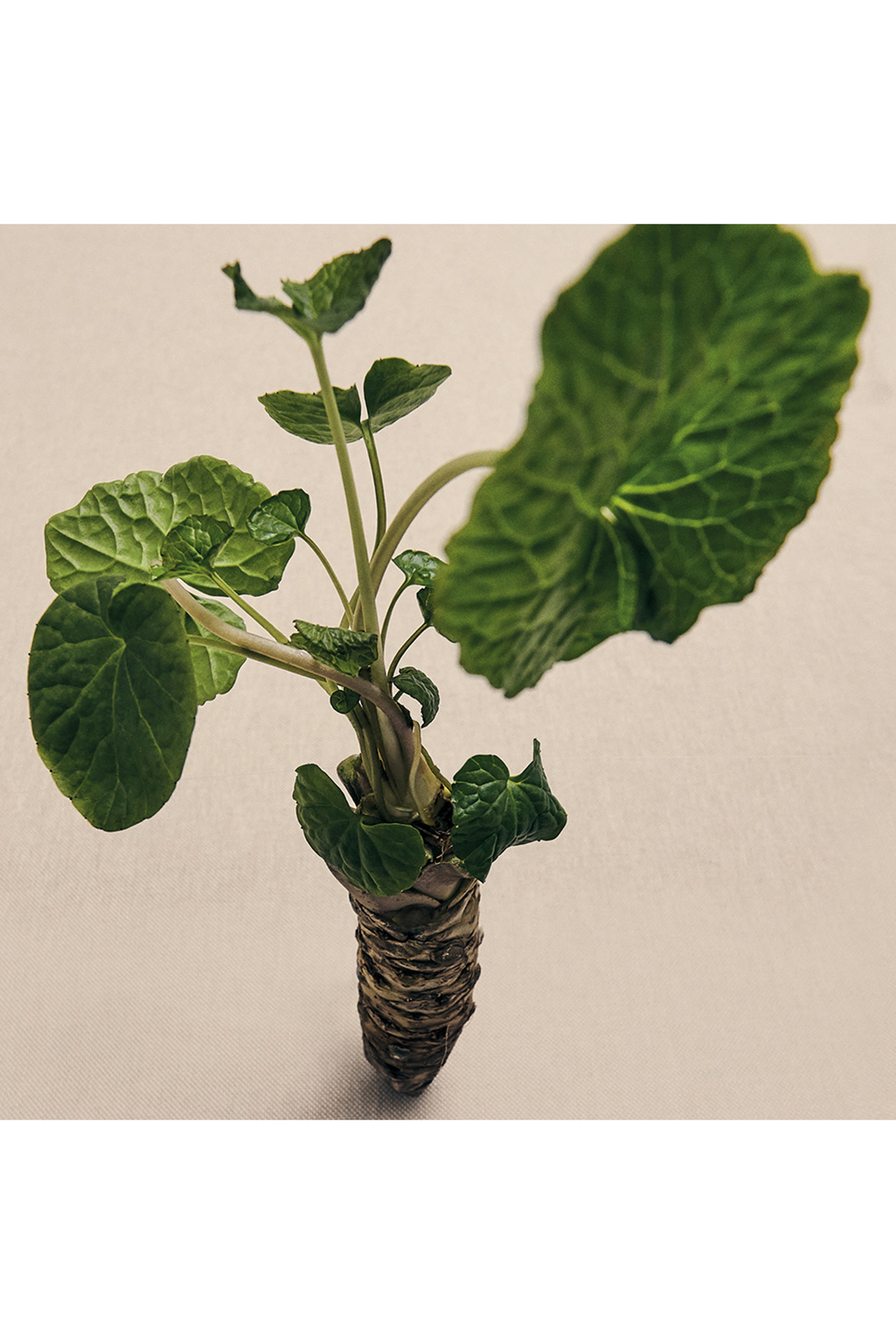 Large Wasabi Scented Candle