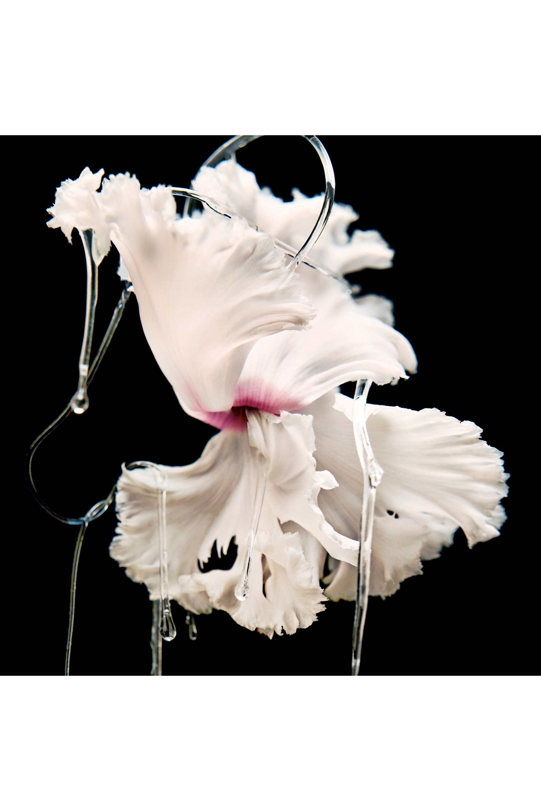 Blanche Absolu de Parfum