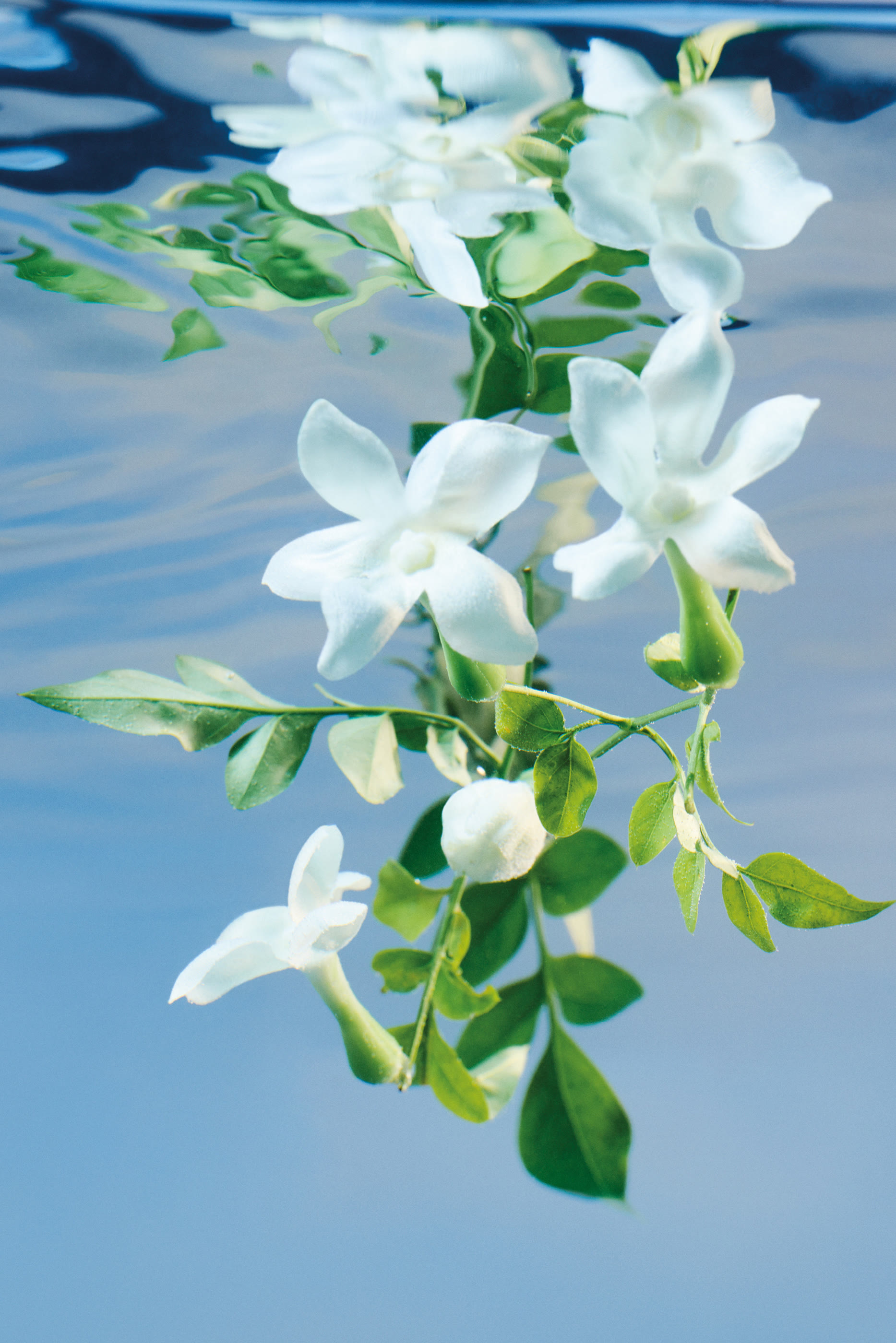 Bloom Eau de Parfum Intense