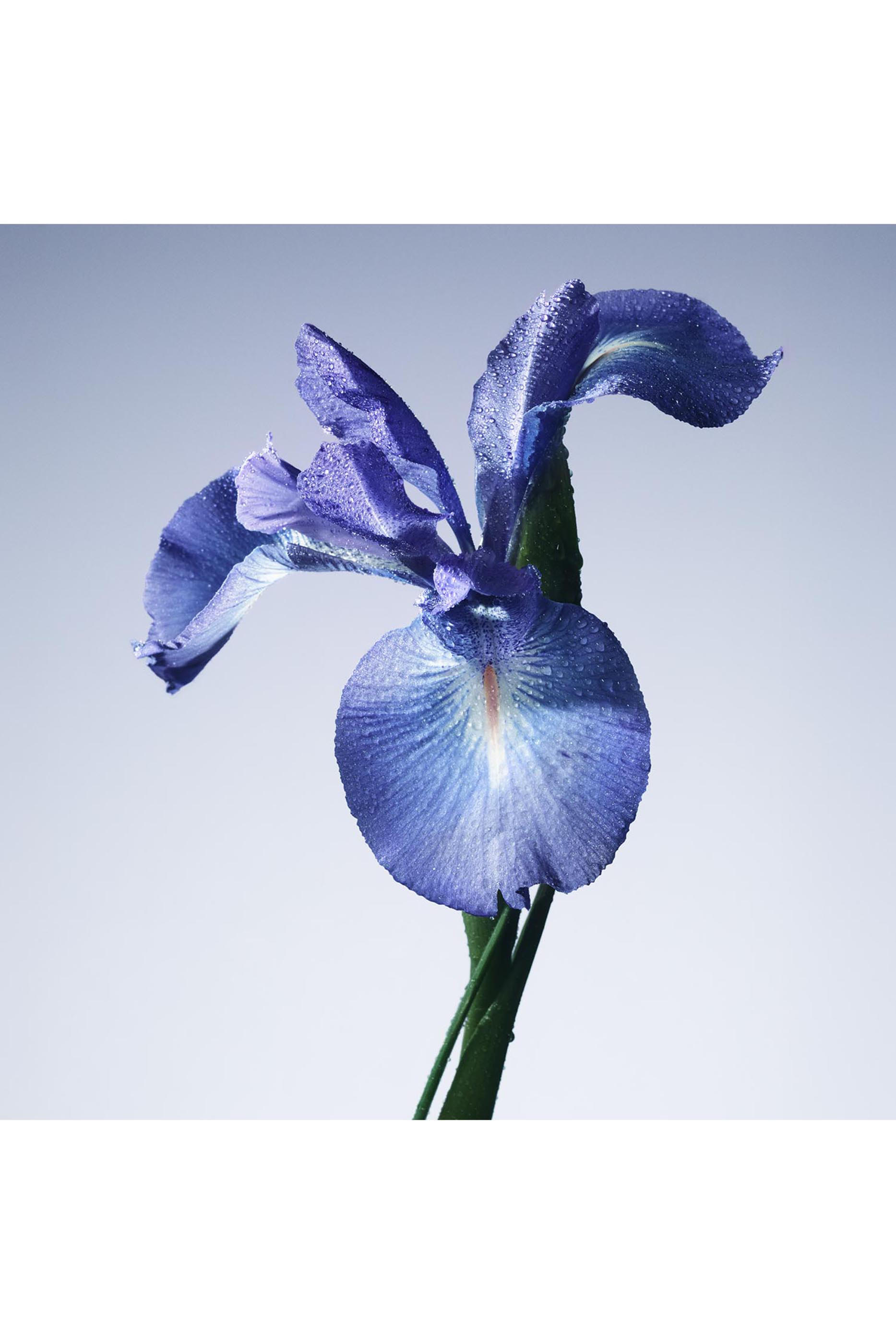 Prive Iris Bleu Eau de Toilette