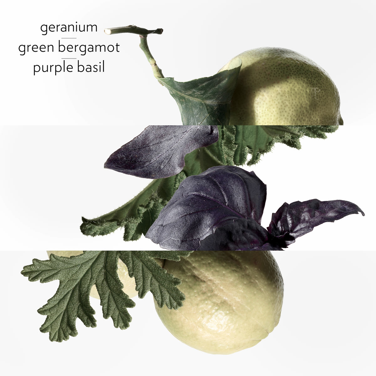 Eau de Basilic Pourpre, Eau de Cologne