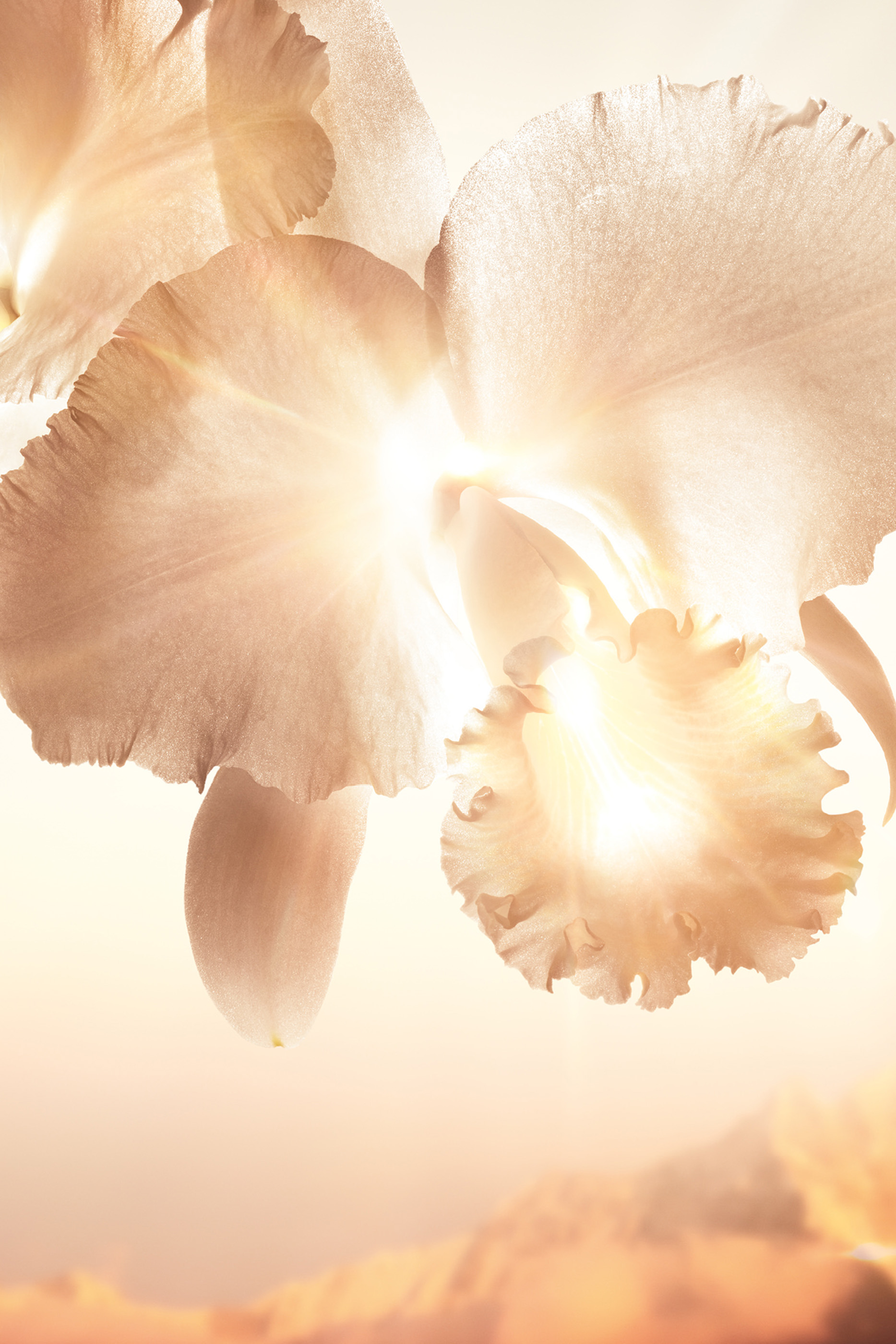 Orchid&eacute;e Imp&eacute;riale Gold Nobile Serum Refill