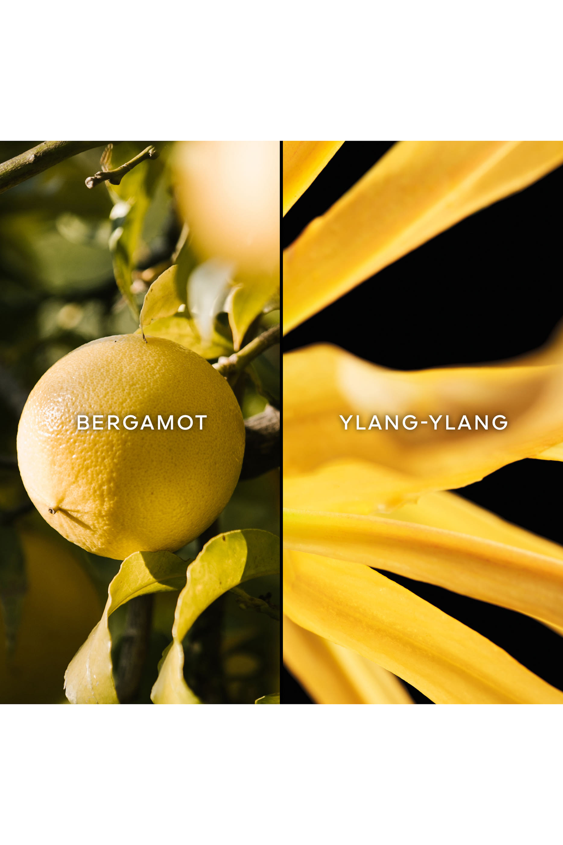 Terracotta Eau de Toilette