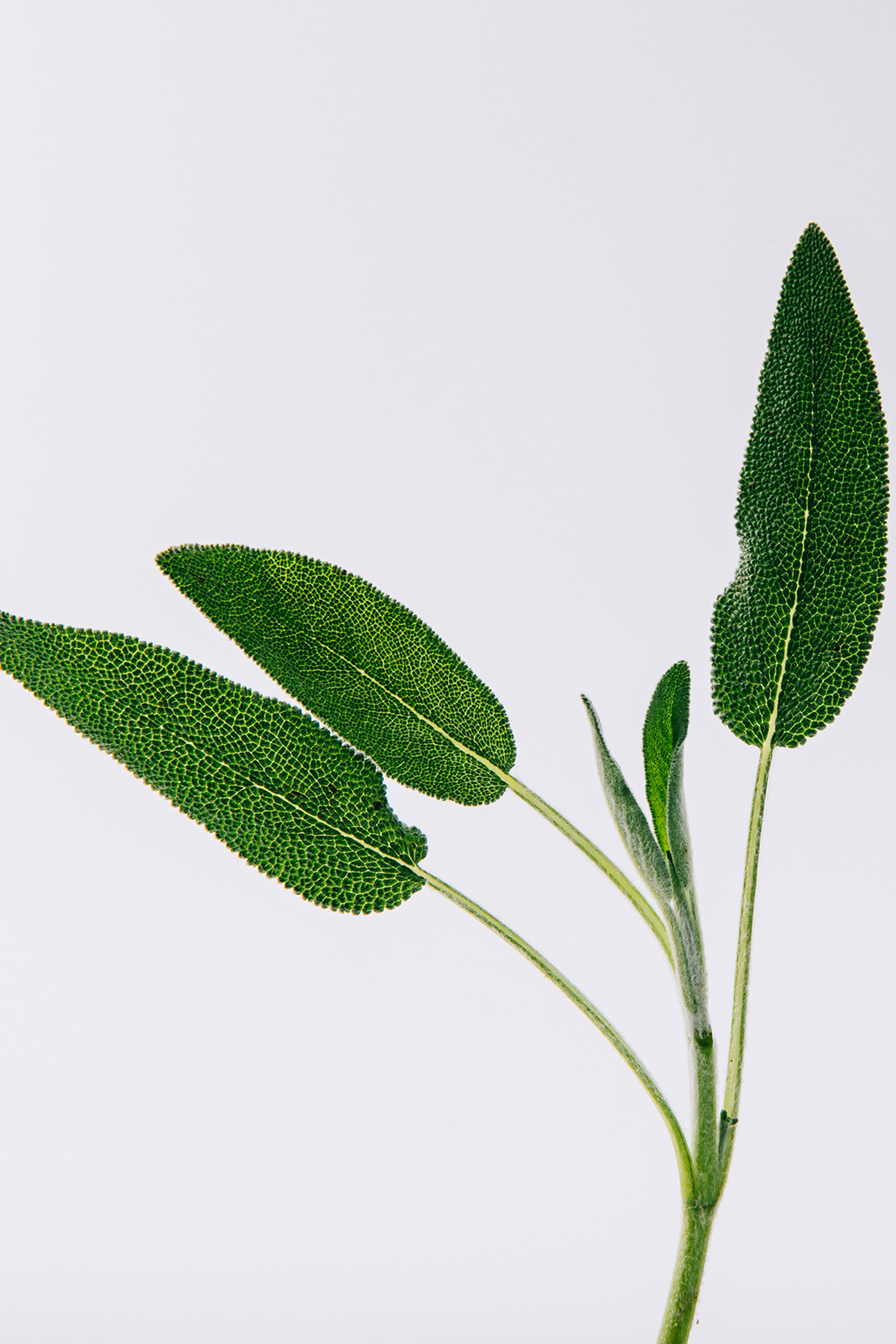 Un Paseo por Madrid Prado Eau de Parfum