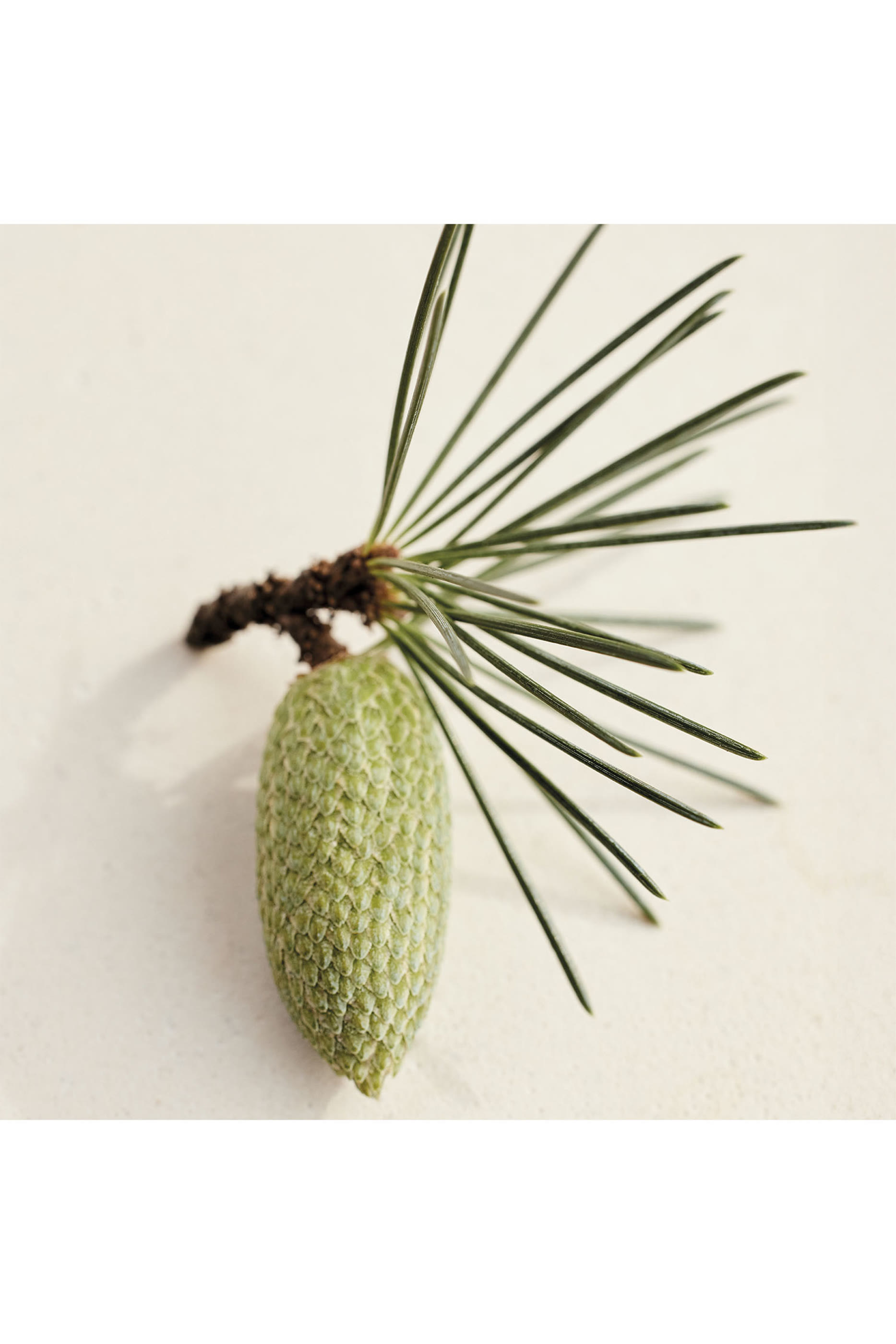 Atelier Des Fleurs Cedrus Eau De Parfum