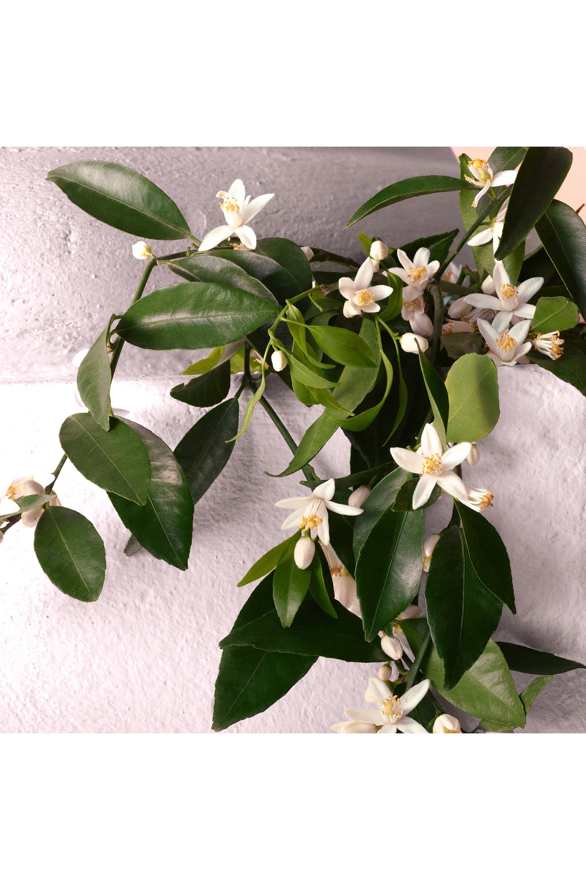 Devotion Eau de Parfum Intense