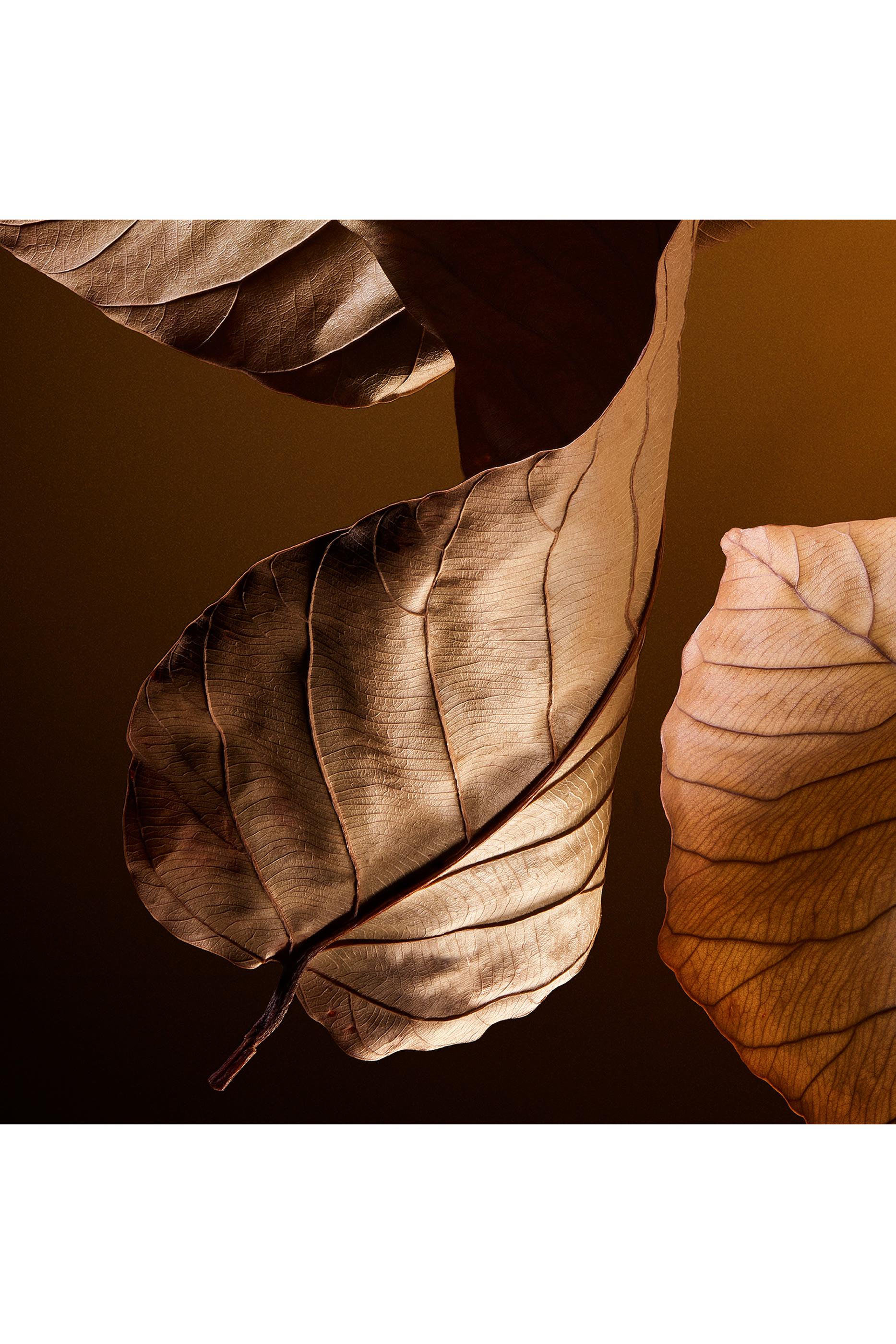 The One Pour Homme Parfum