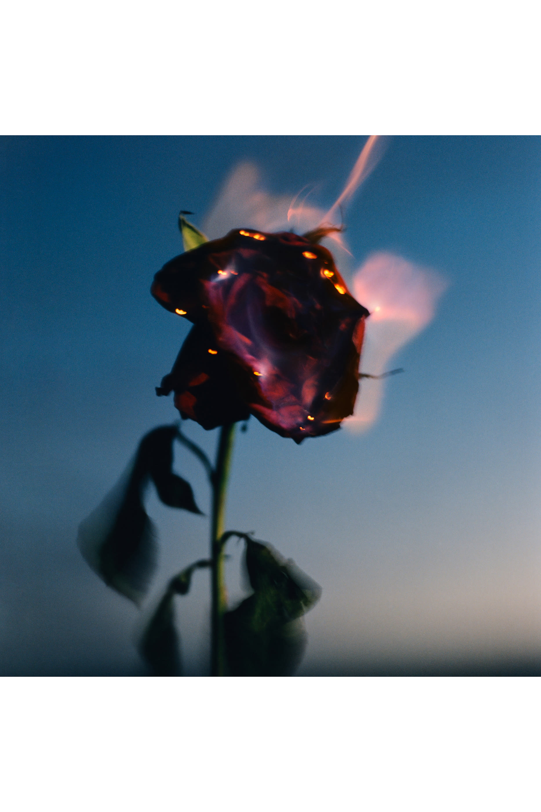Burning Rose Scented Candle