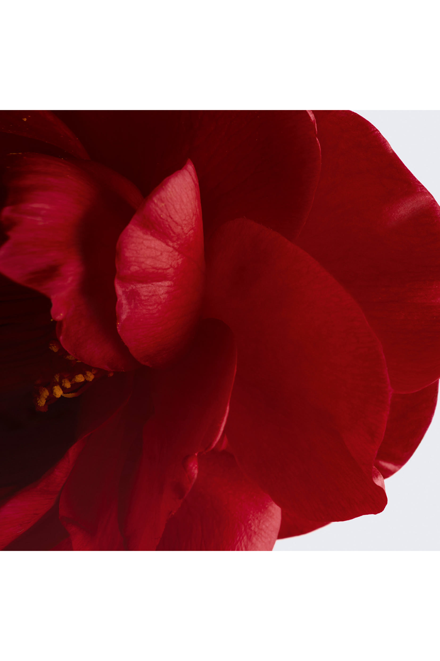 N&deg;1 DE CHANEL REVITALISING SERUM Prevents And Corrects The Appearance Of The 5 Signs Of Aging